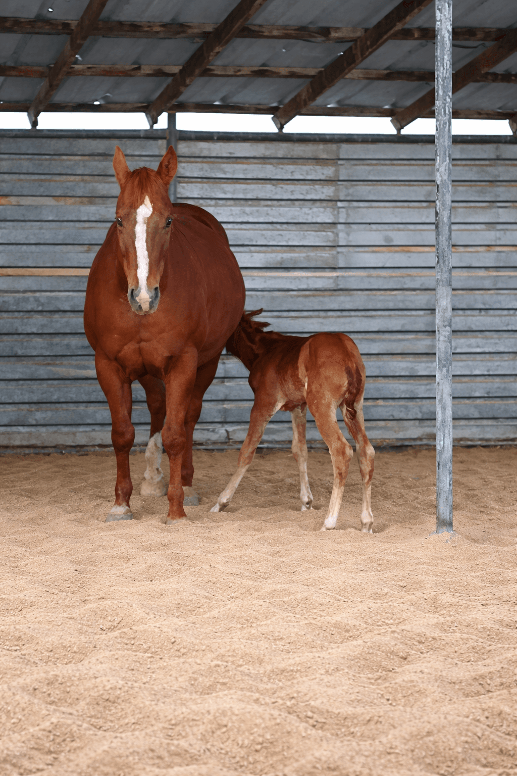 2026 Sorrel Filly by HD BOONSHINE CASH - Image 2
