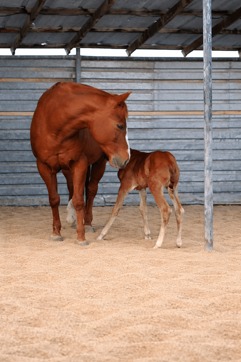 2026 Sorrel Filly by HD BOONSHINE CASH - Image 1