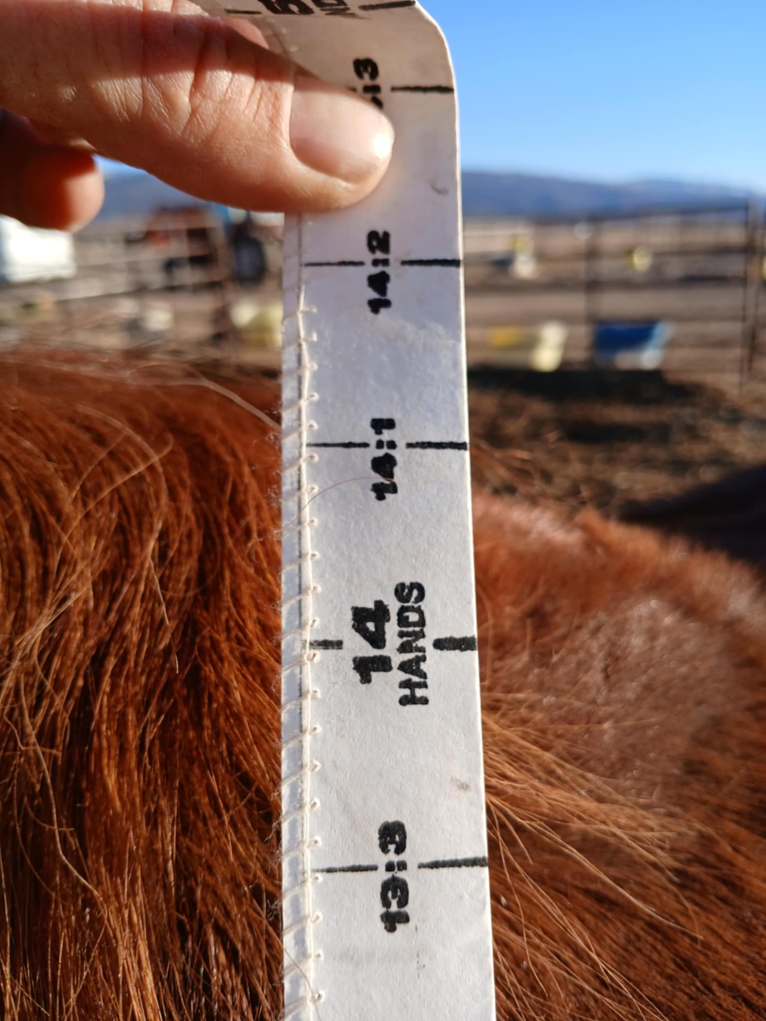 JD BOONSHINE SADIE - Image 8