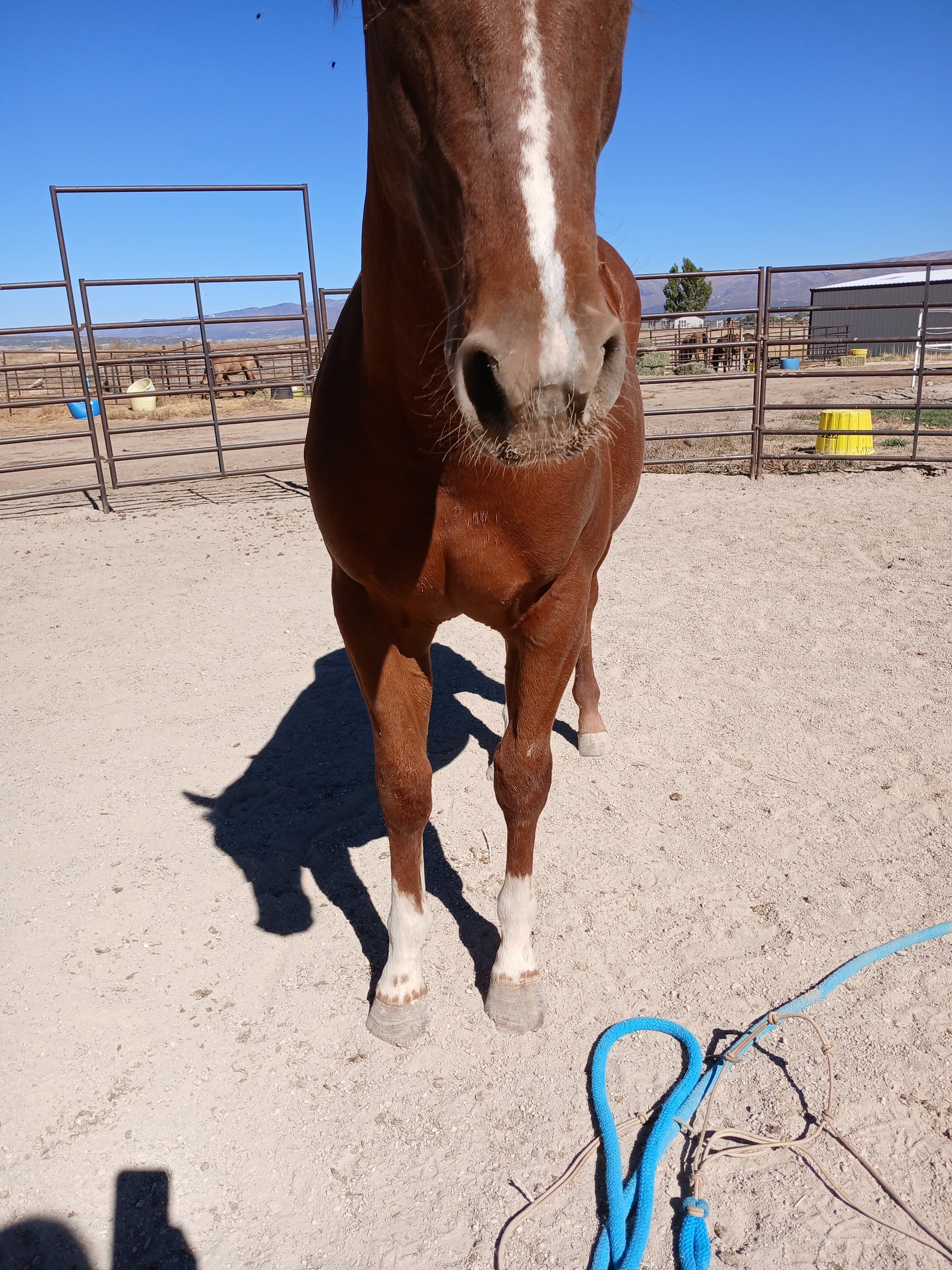 JD BOONSHINE SADIE - Image 5