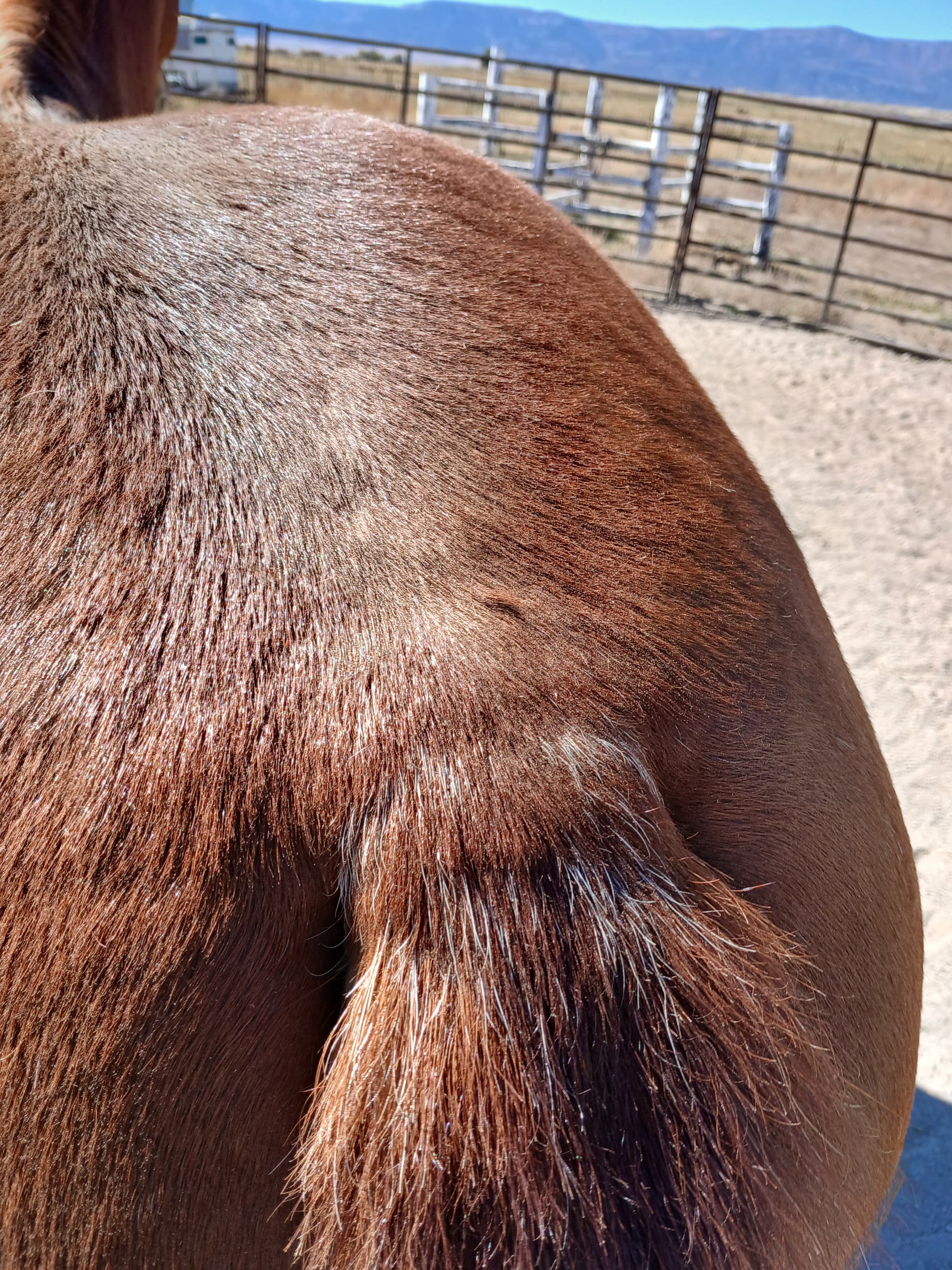 JD BOONSHINE SADIE - Image 6