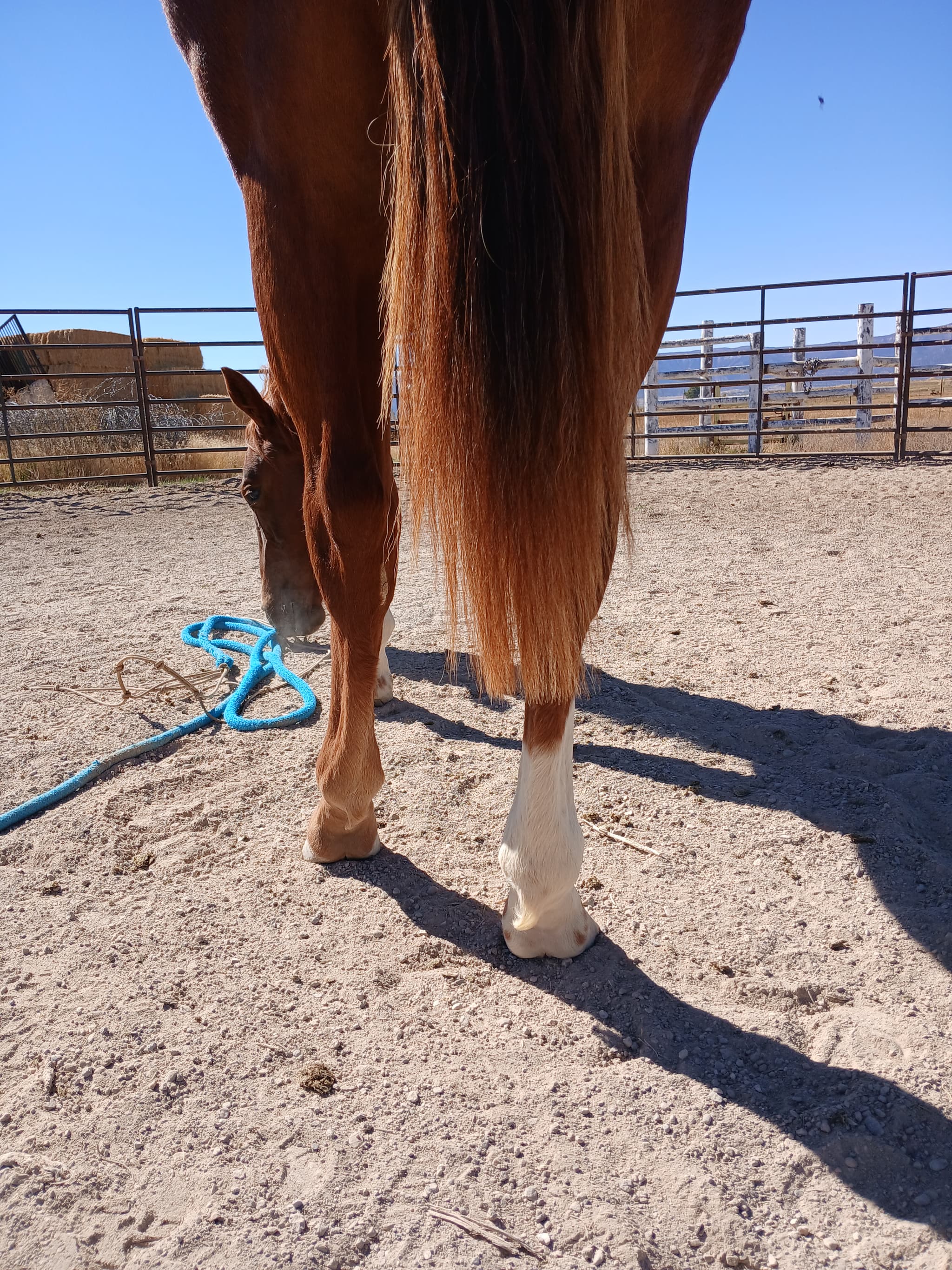 JD BOONSHINE SADIE - Image 4