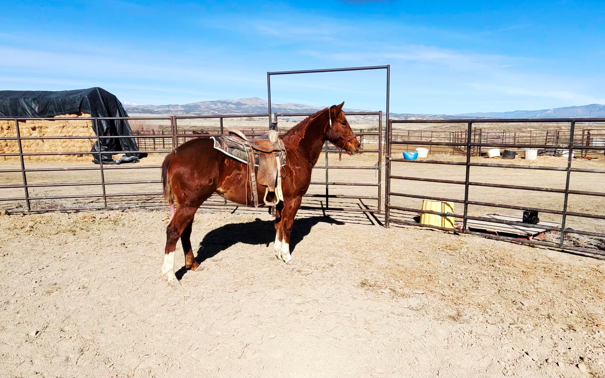 JD BOONSHINE SADIE - Image 3