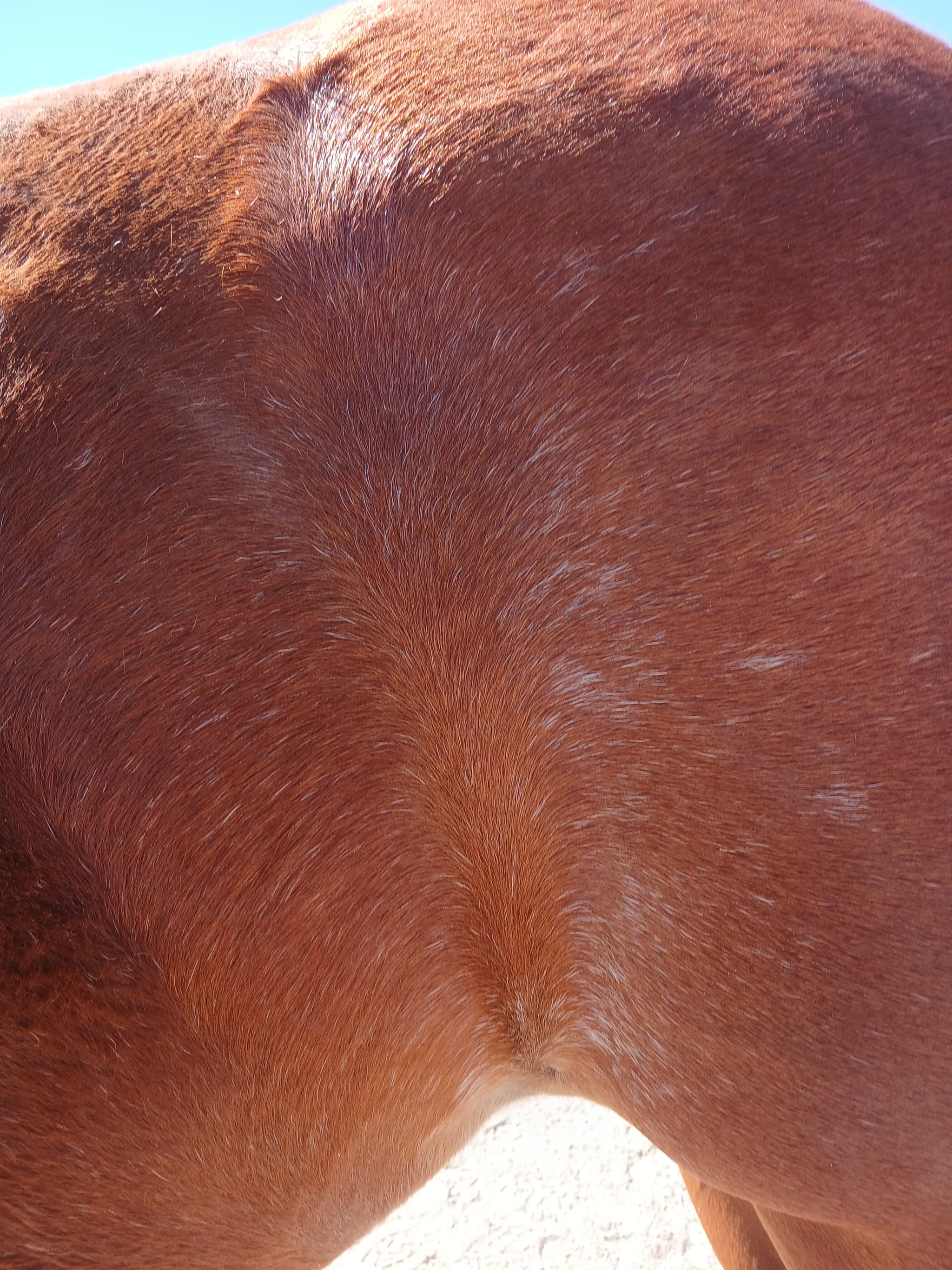 JD BOONSHINE SADIE - Image 7