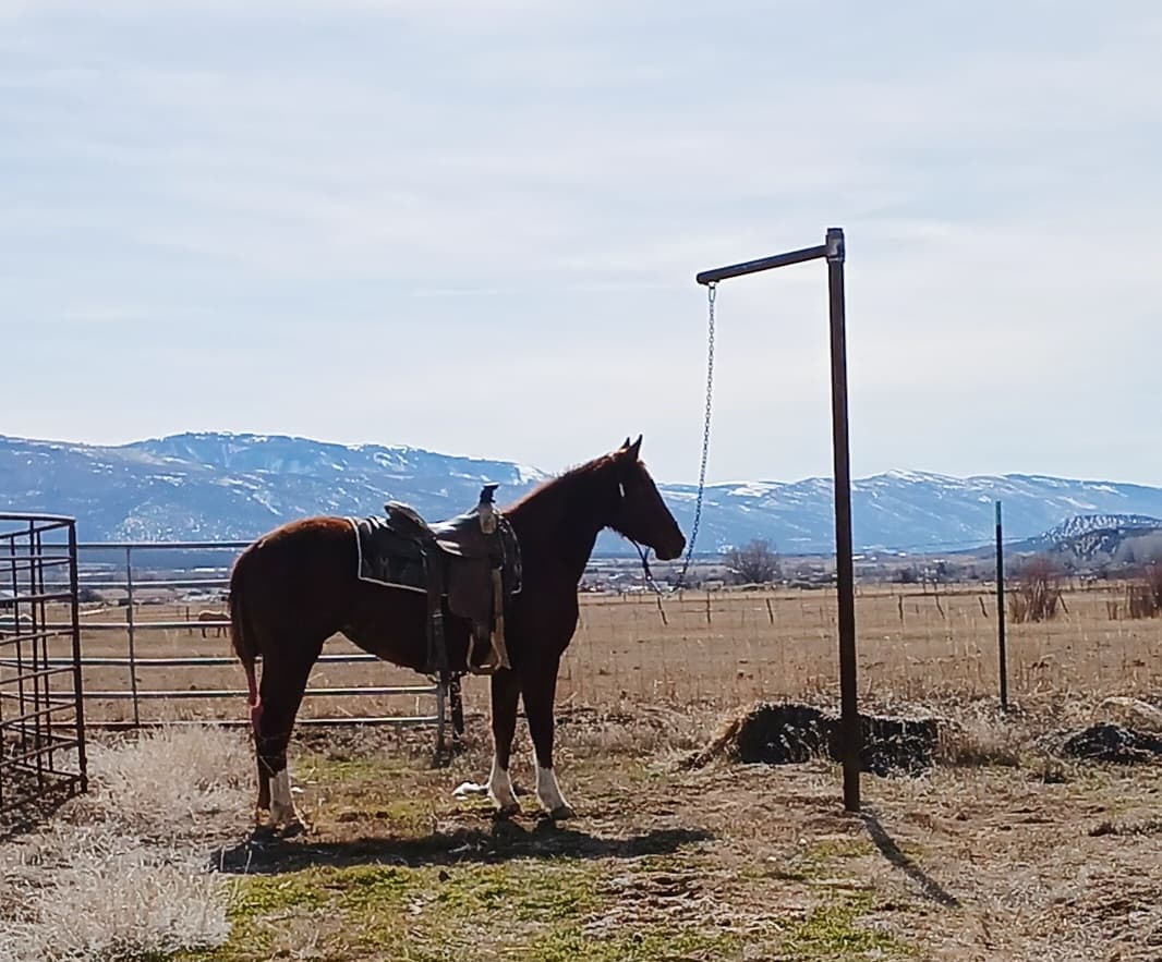 JD BOONSHINE SADIE - Image 1