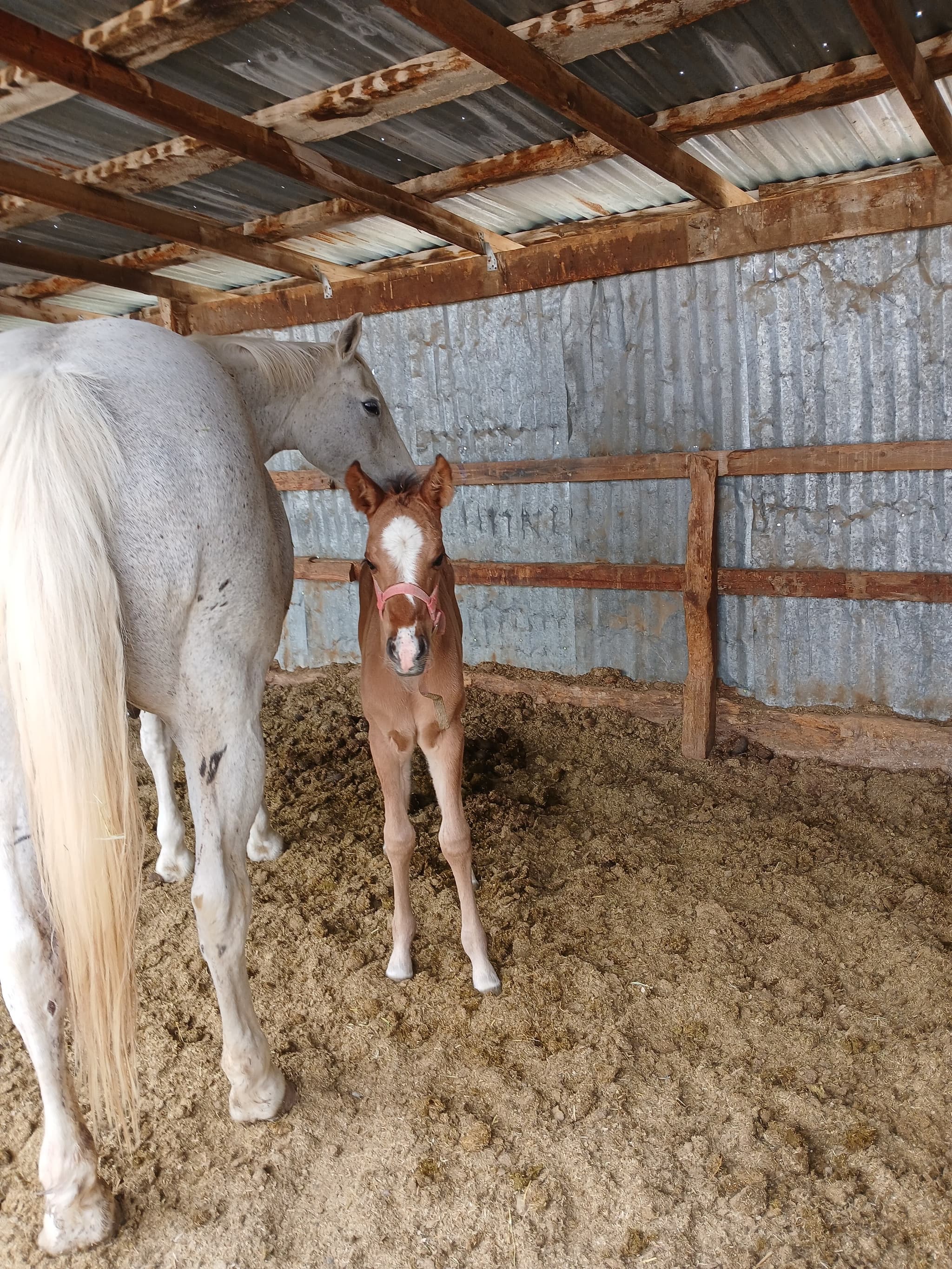 2026 Dun filly by Dun It for The Babes - Image 2