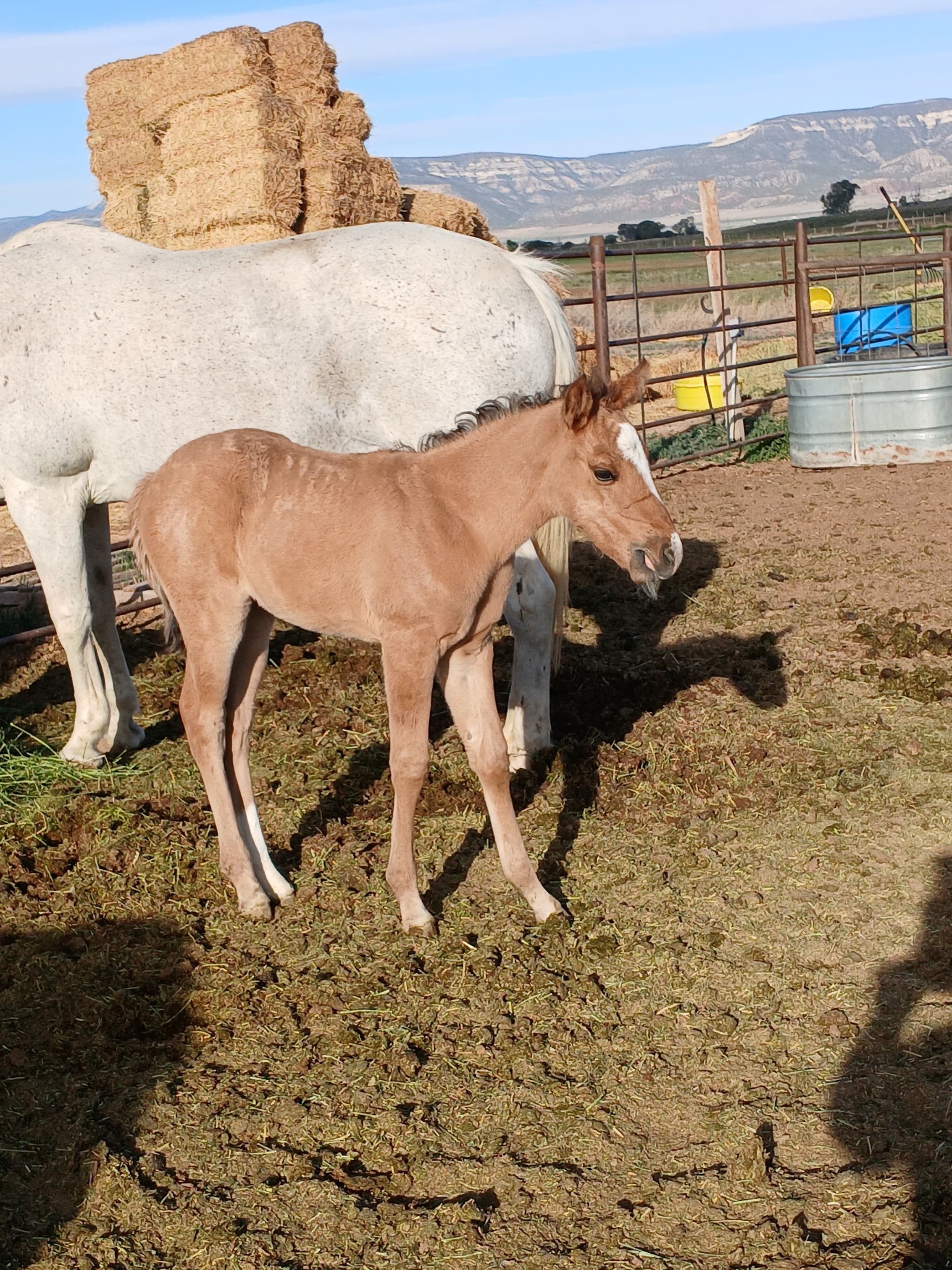 2026 Dun filly by Dun It for The Babes - Image 2