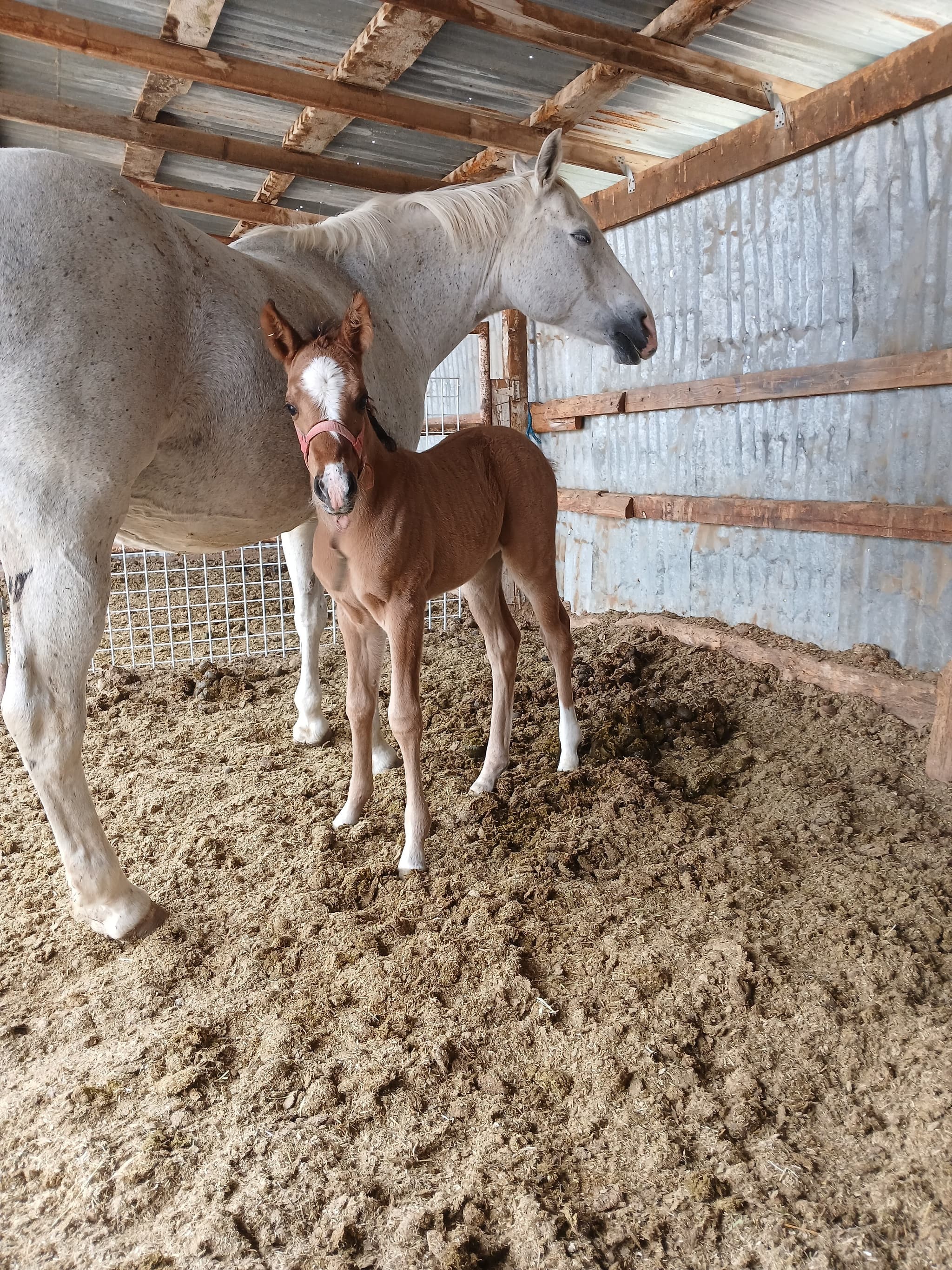 2026 Dun filly by Dun It for The Babes