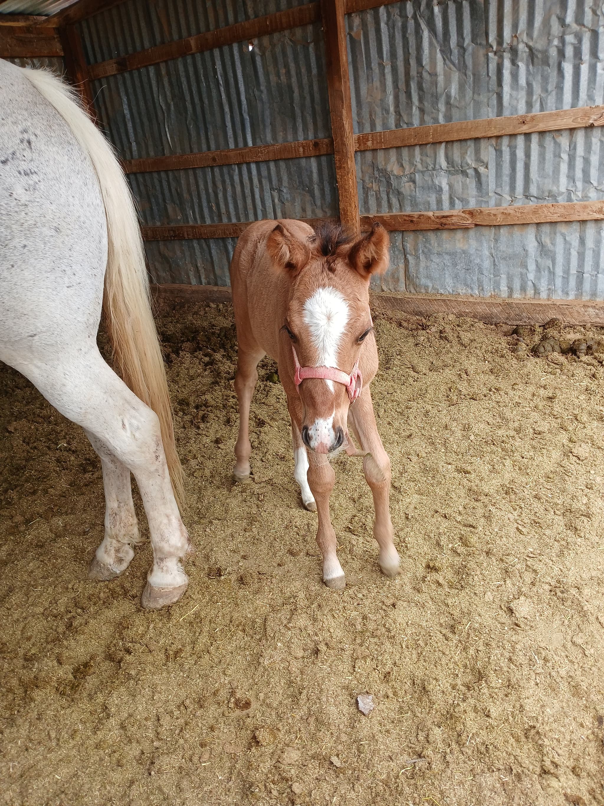 2026 Dun filly by Dun It for The Babes - Image 3
