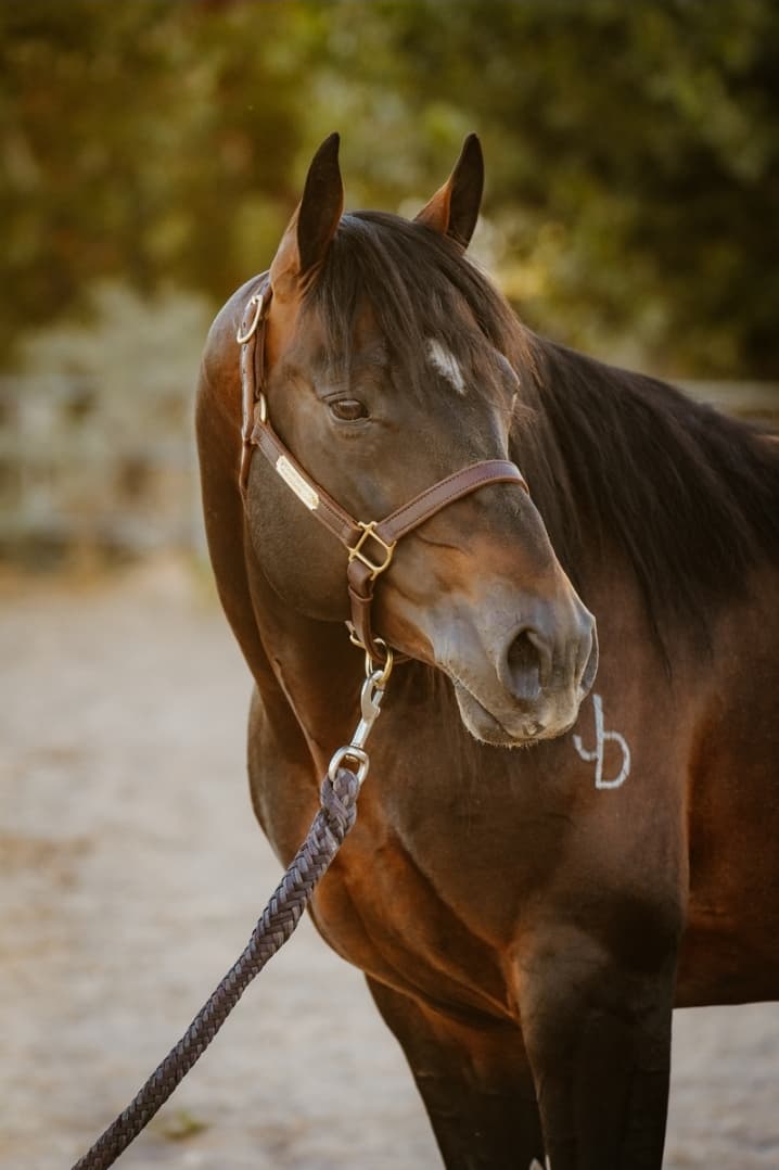 HD Boonshine Cash - Image 6