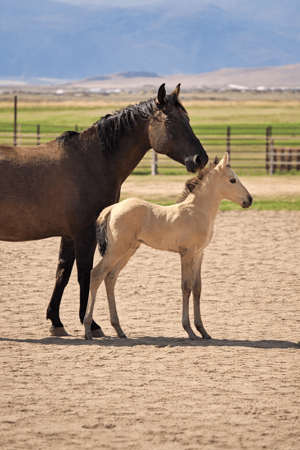 2026 Grullo Colt by DUN IT FOR THE BABES - Image 1