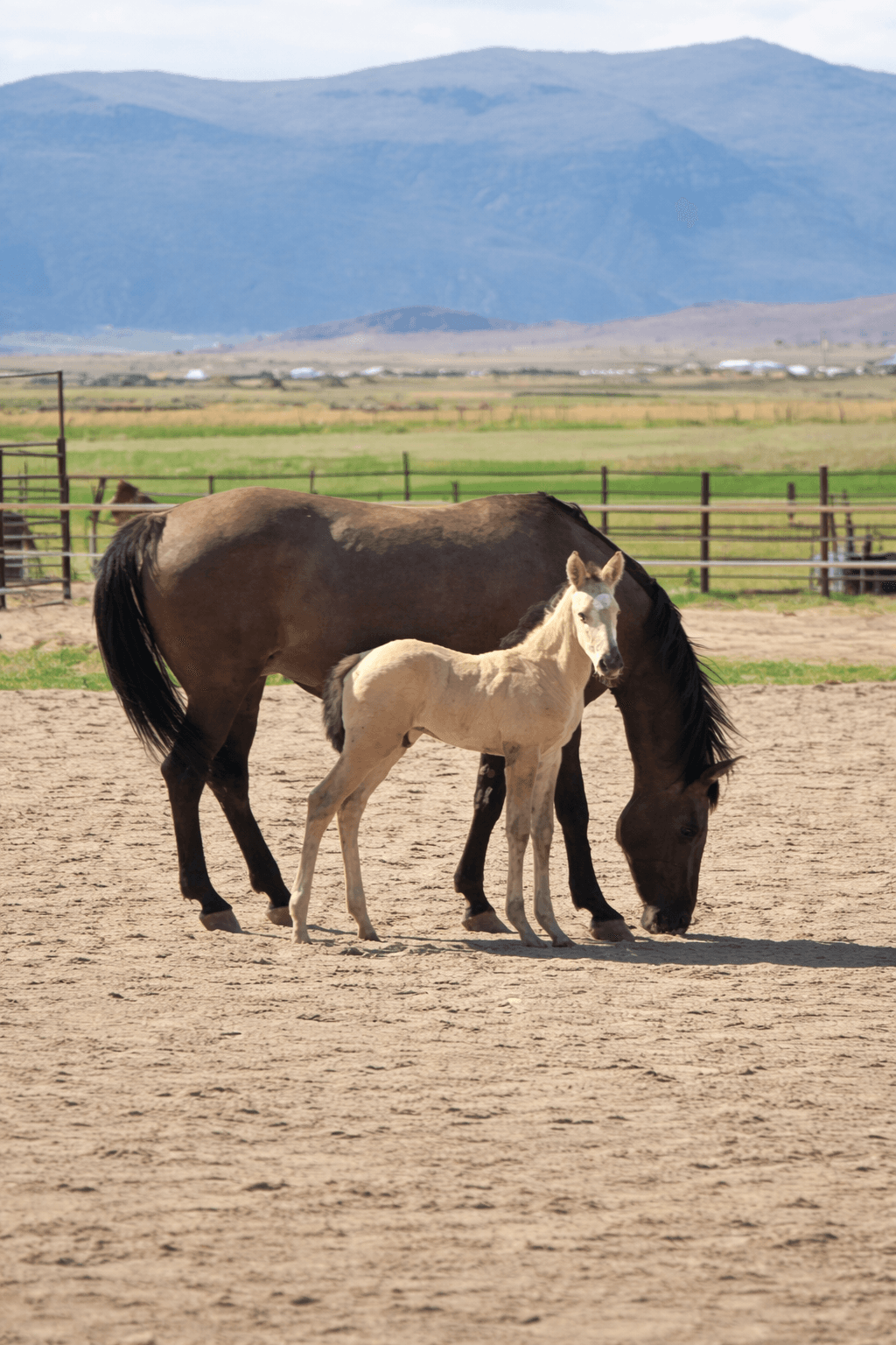 2026 Grullo Colt by DUN IT FOR THE BABES - Image 2