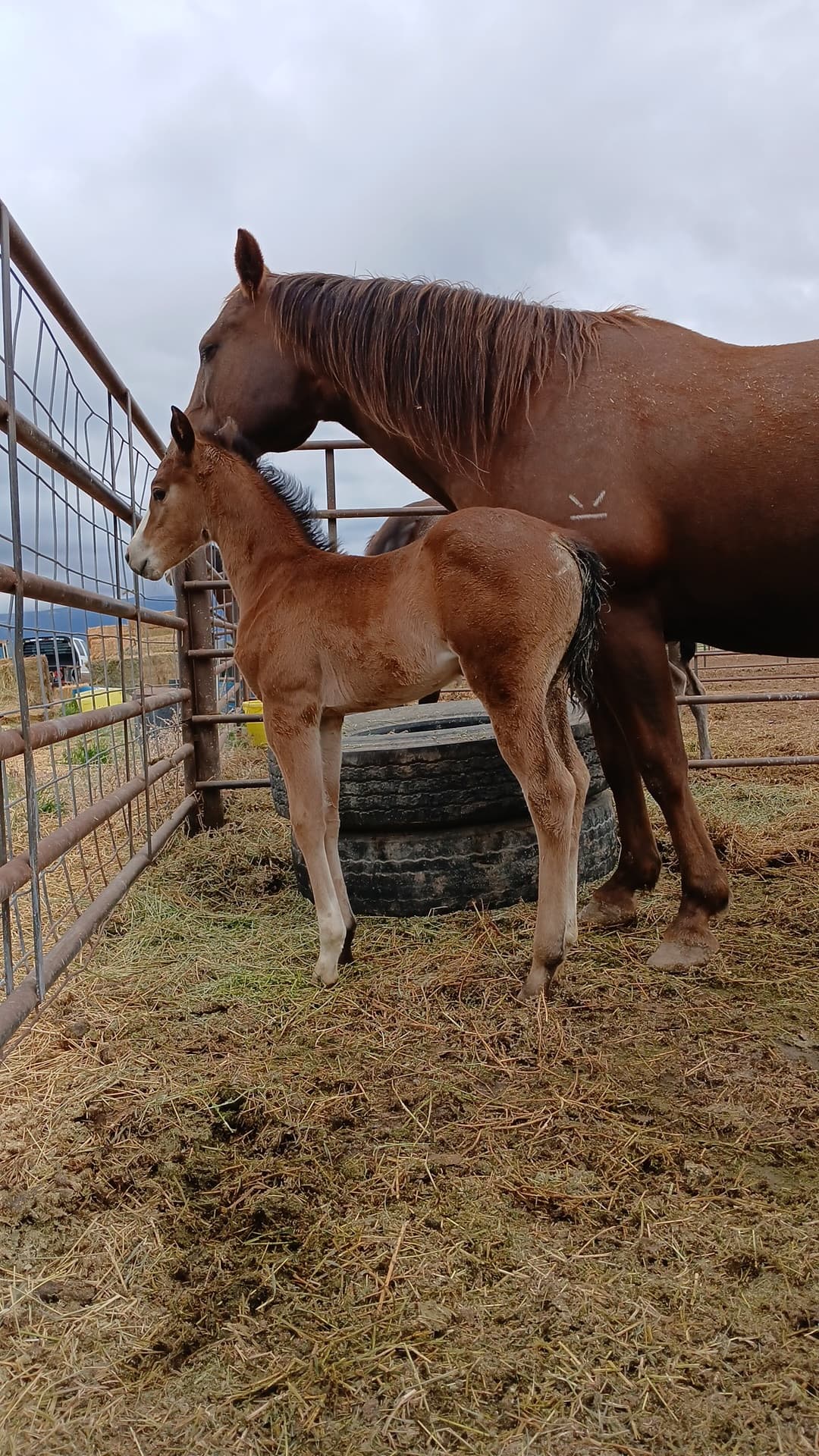 INVESTORS WIRE DALLY - Image 2