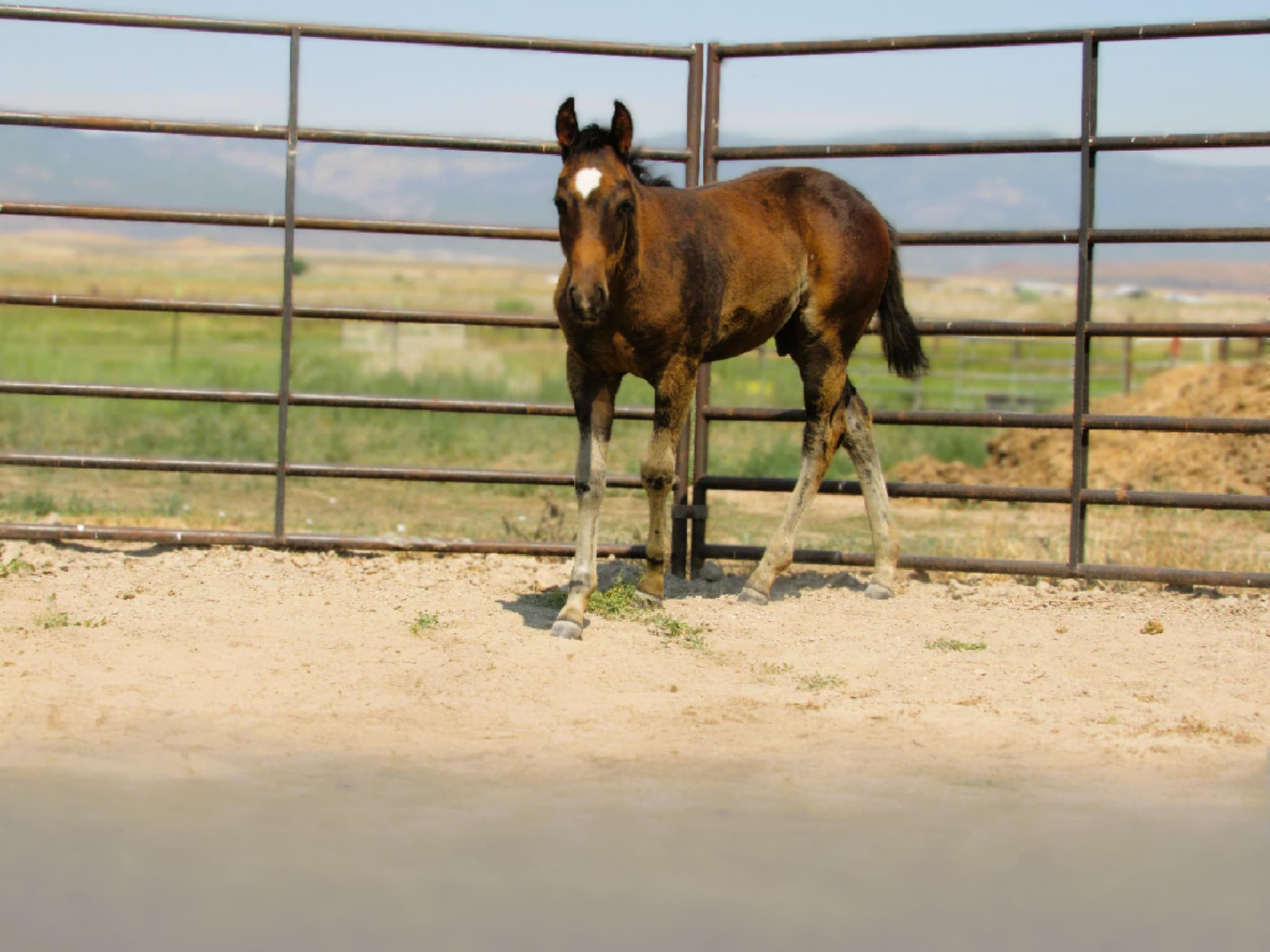 PEPTOS LIL BARMAID - Image 6