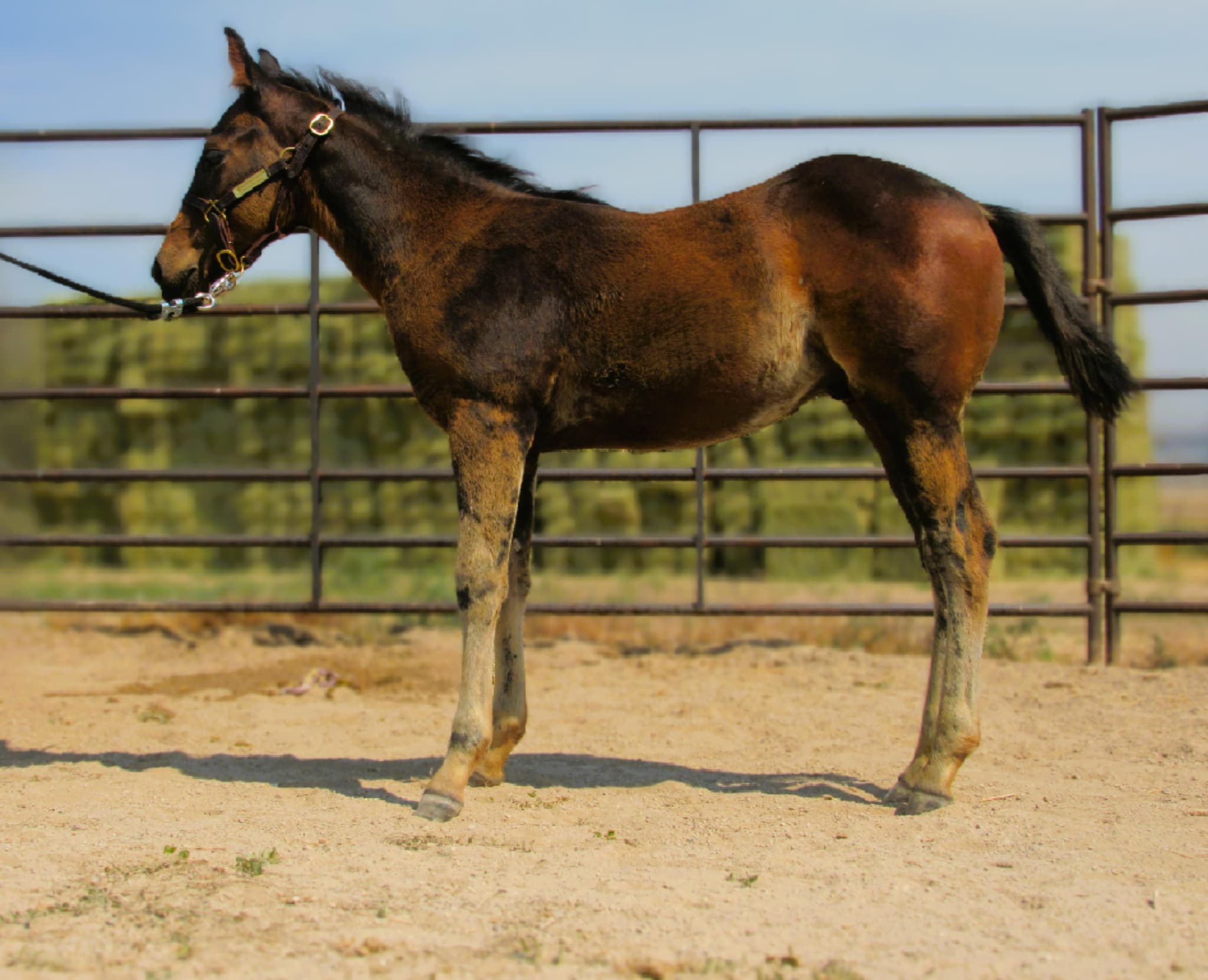 PEPTOS LIL BARMAID - Image 5