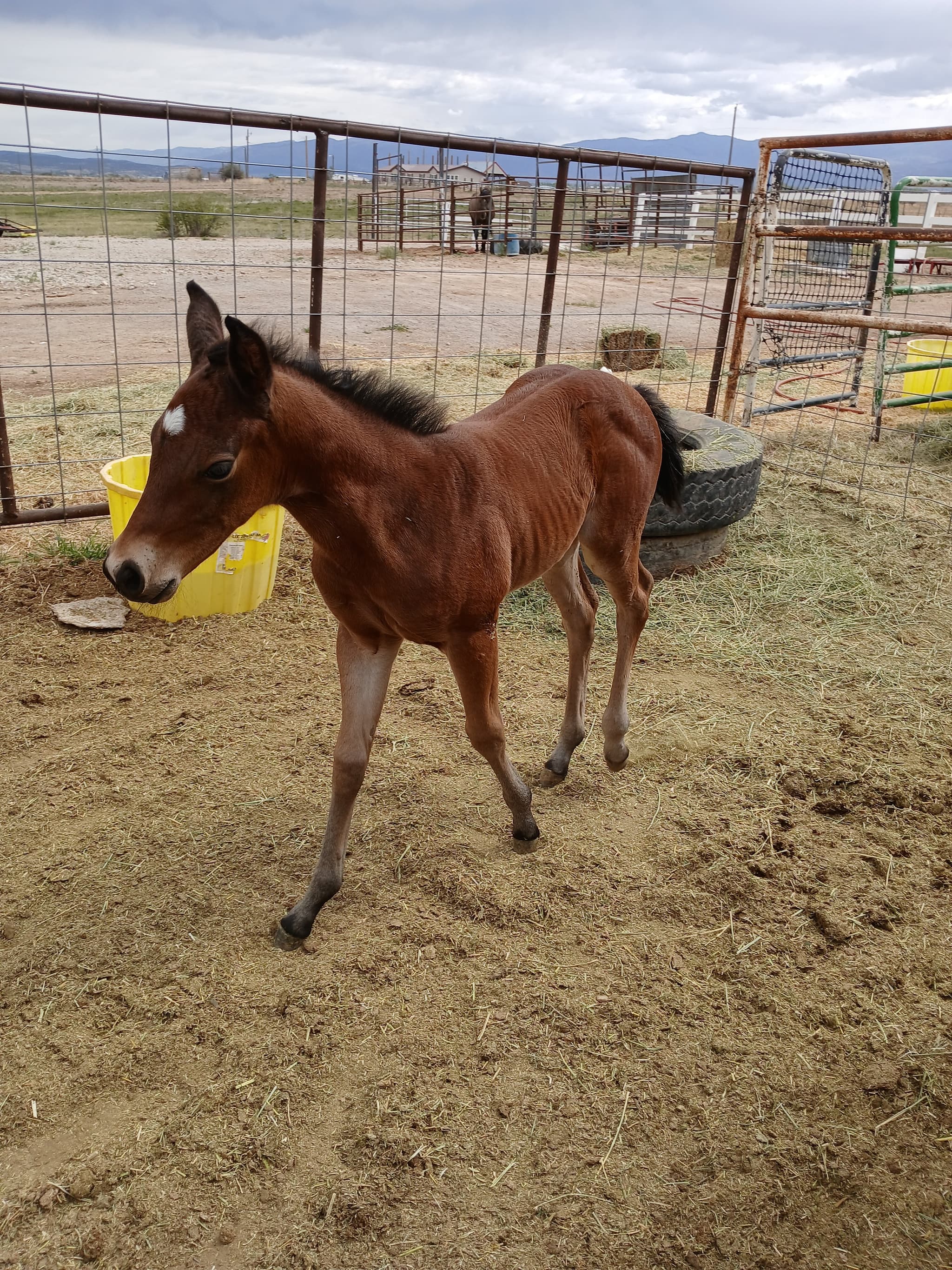 2026 bay filly by Dun It For the Babes - Image 2