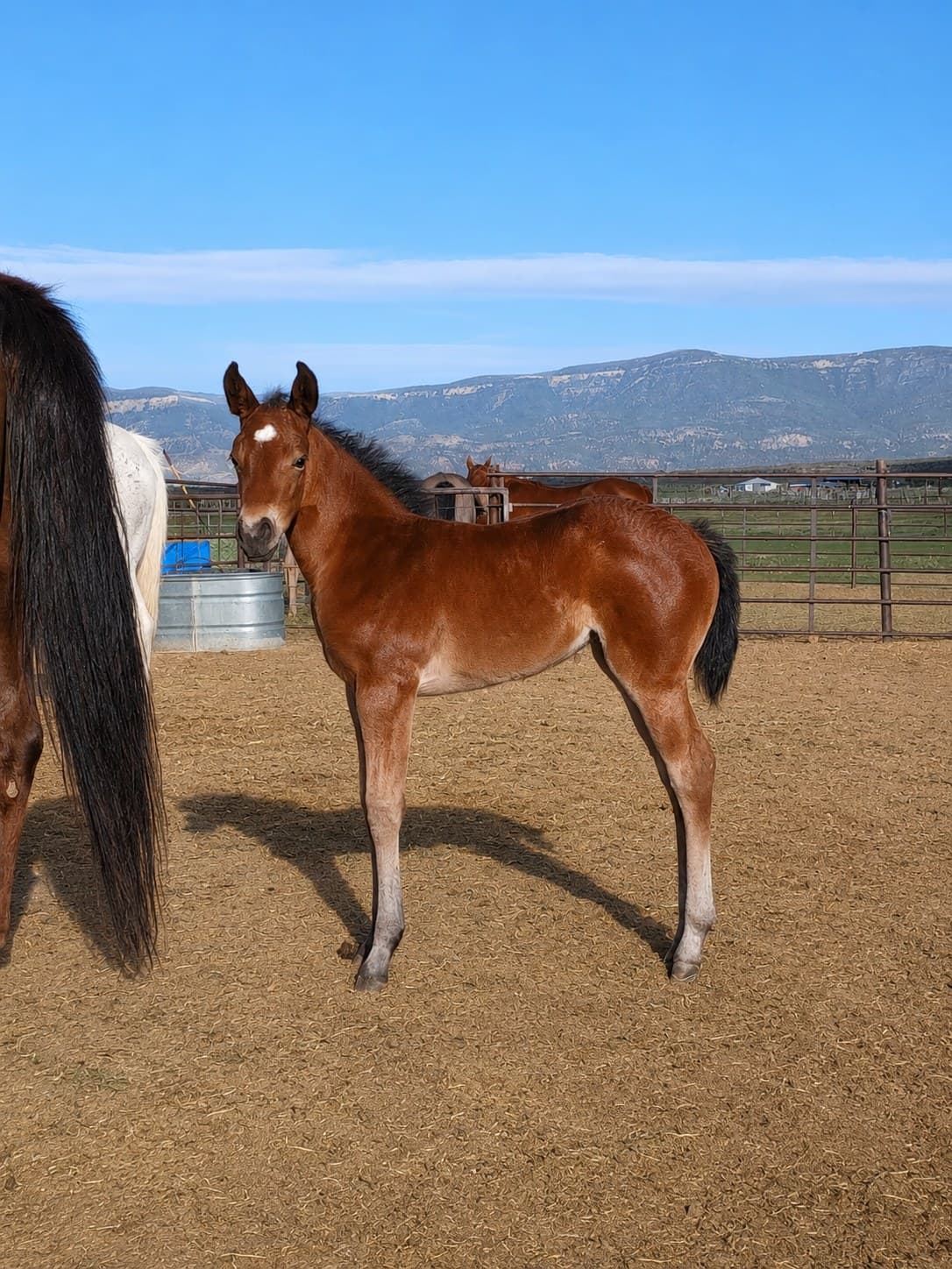 2026 bay filly by Dun It For the Babes - Image 3