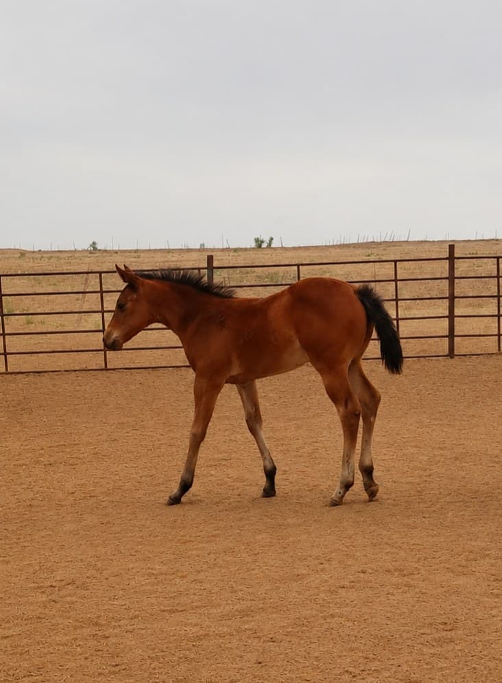 2026 bay filly by Dun It For the Babes - Image 2