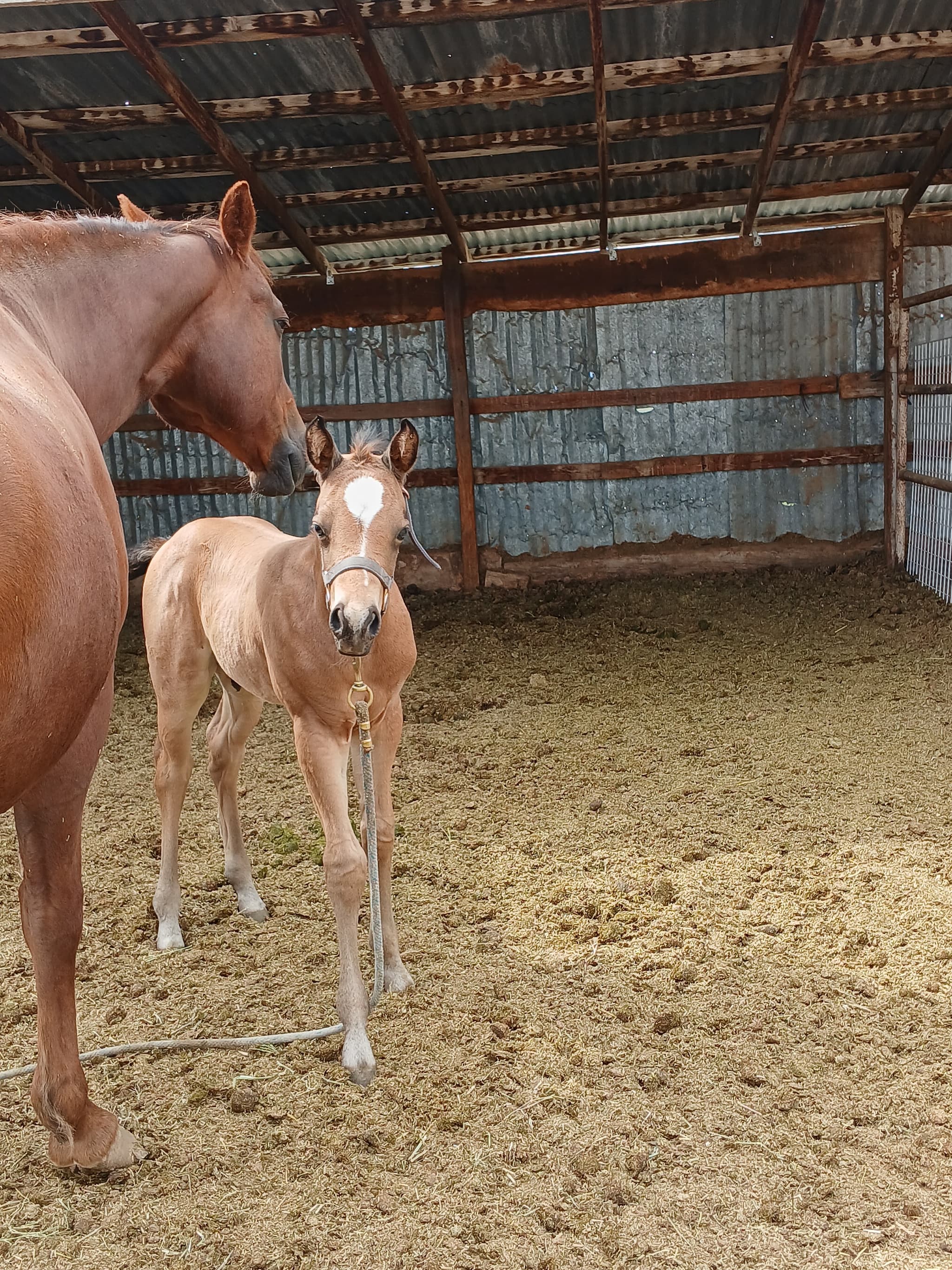 2026 Buckskin colt by Dun It For The Babes - Image 3