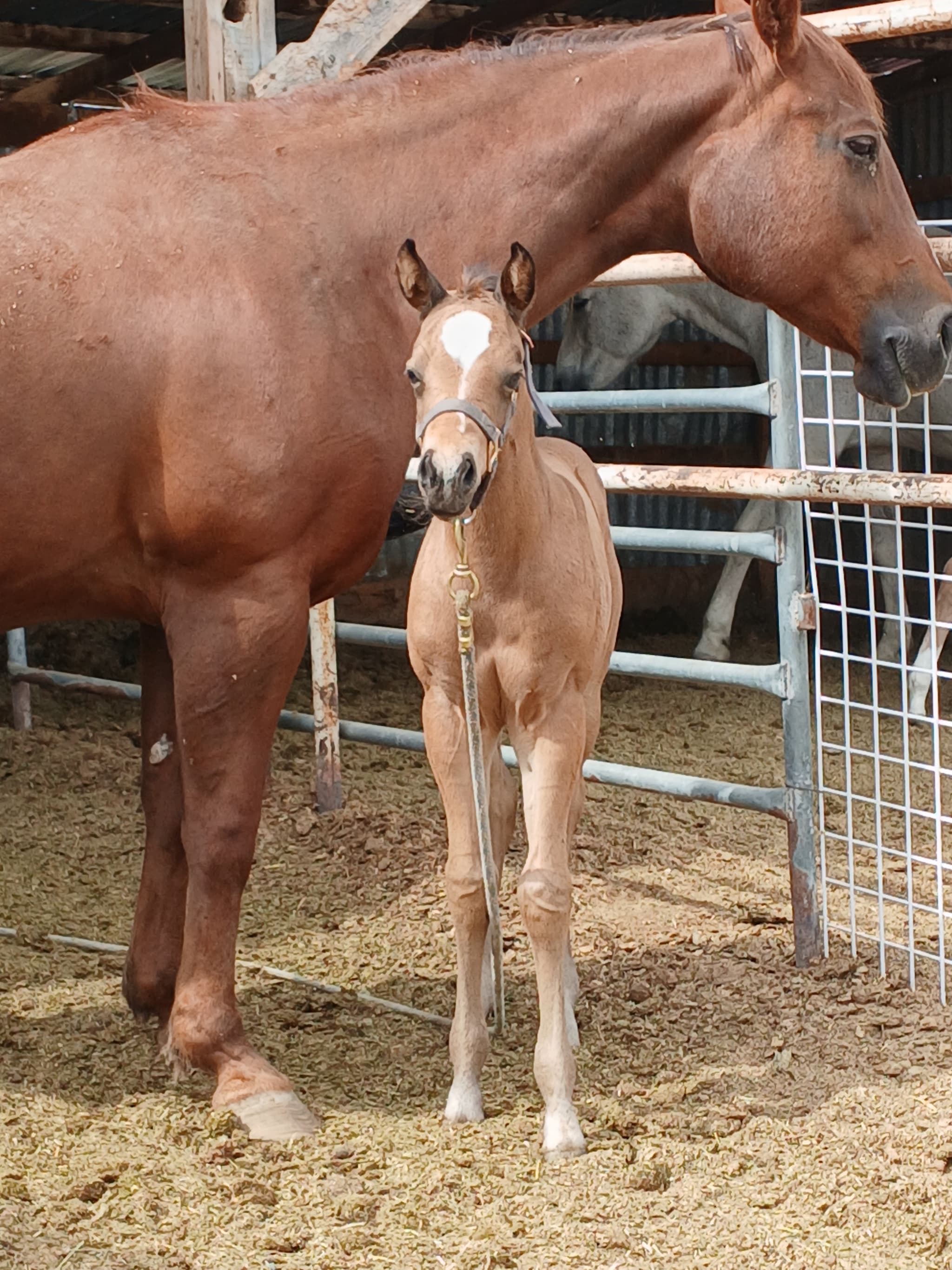 2026 Buckskin colt by Dun It For The Babes - Image 5