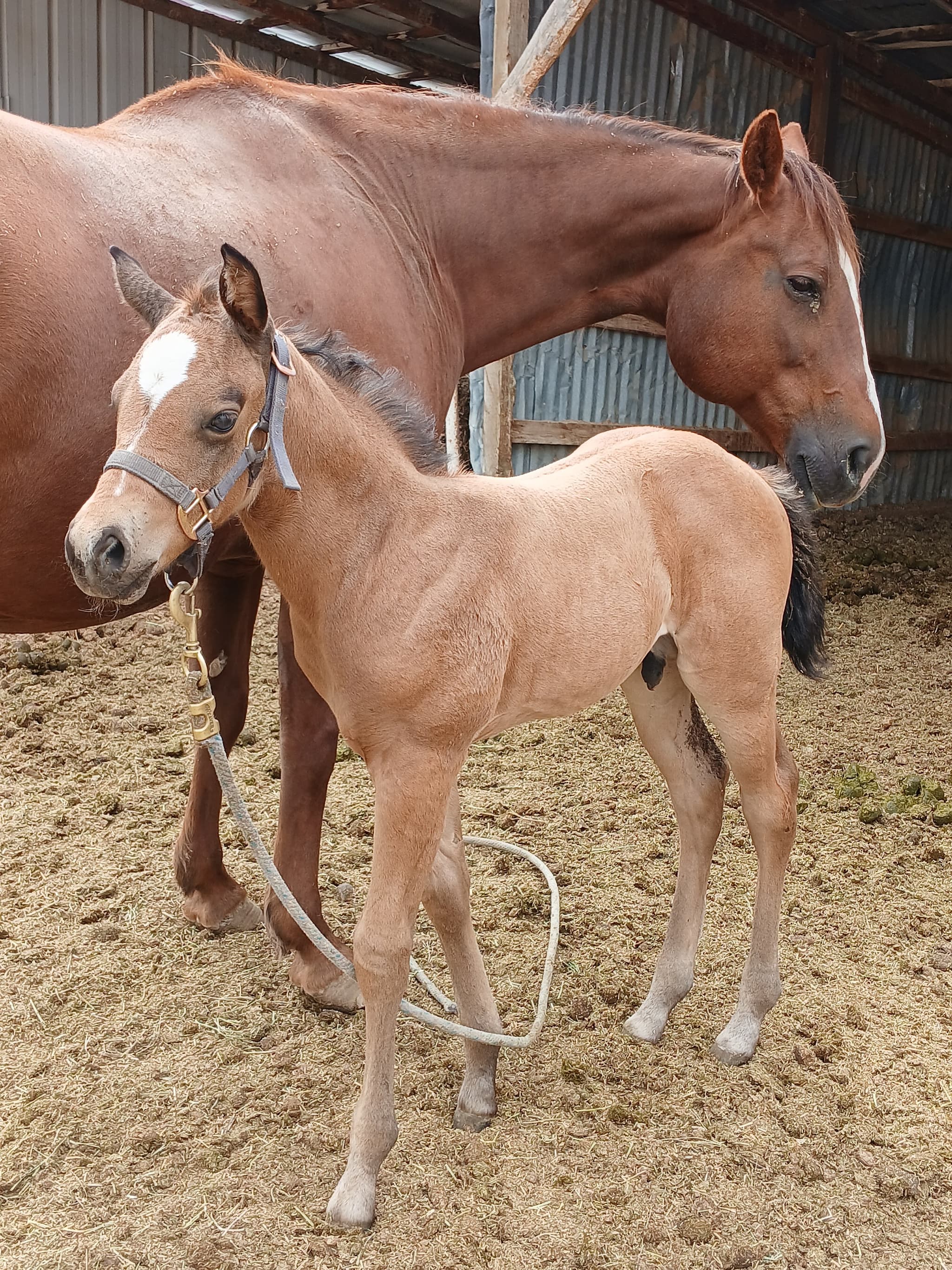 2026 Buckskin colt by Dun It For The Babes - Image 4