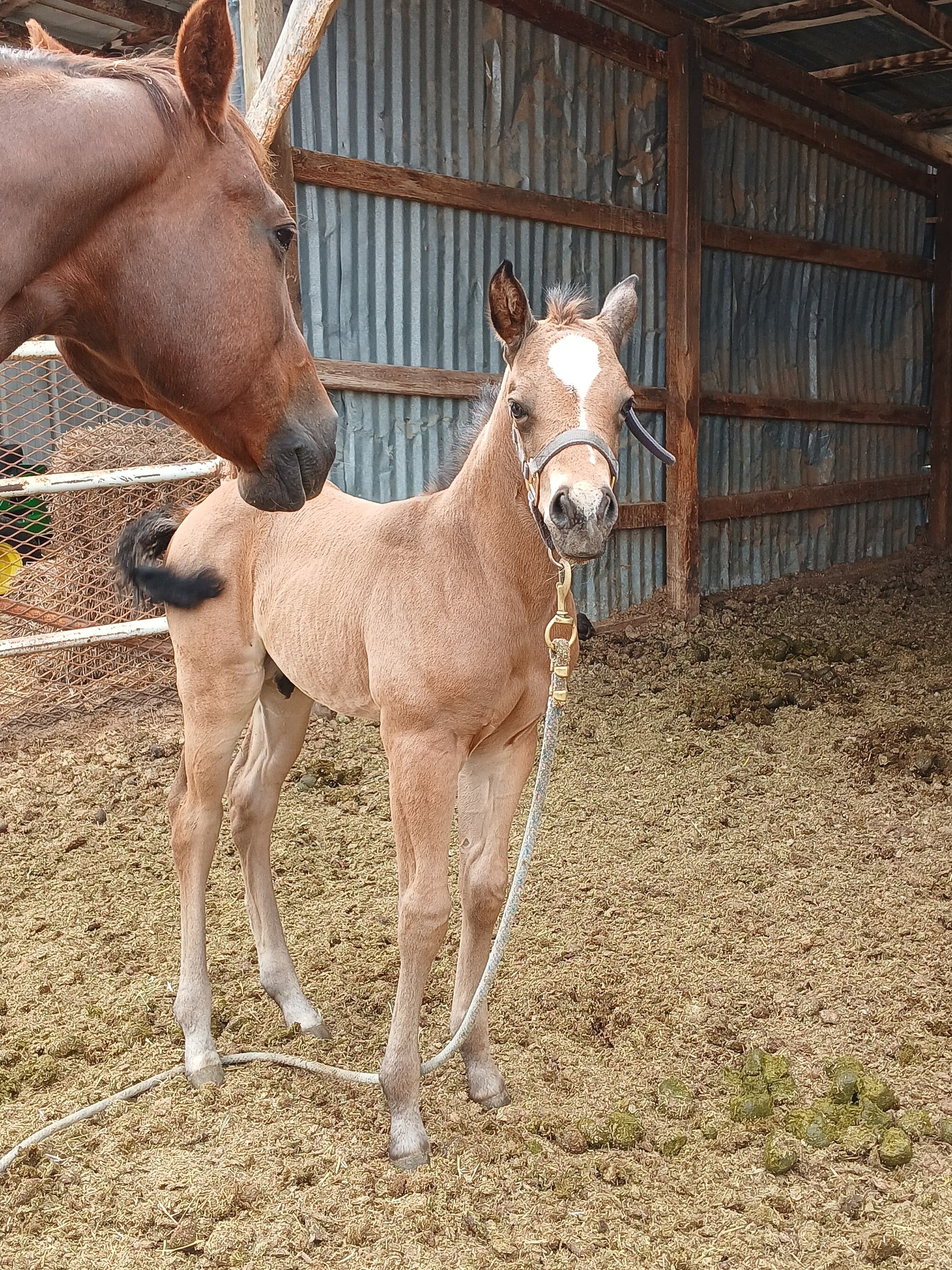 2026 Buckskin colt by Dun It For The Babes