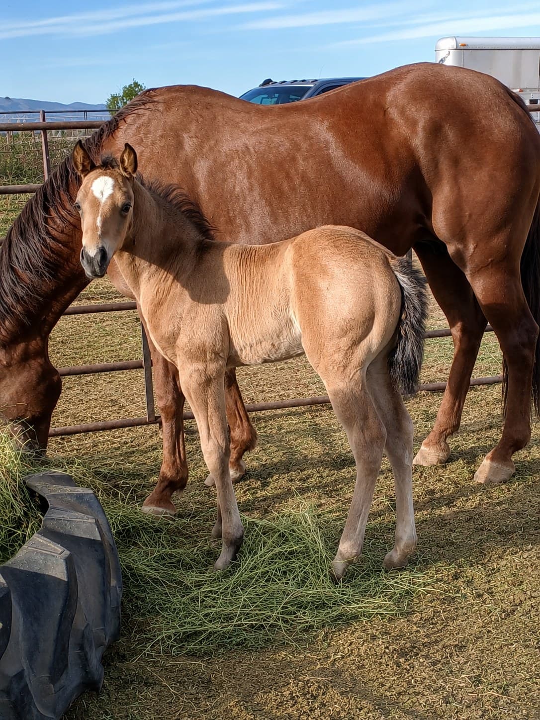 2026 Buckskin colt by Dun It For The Babes - Image 3