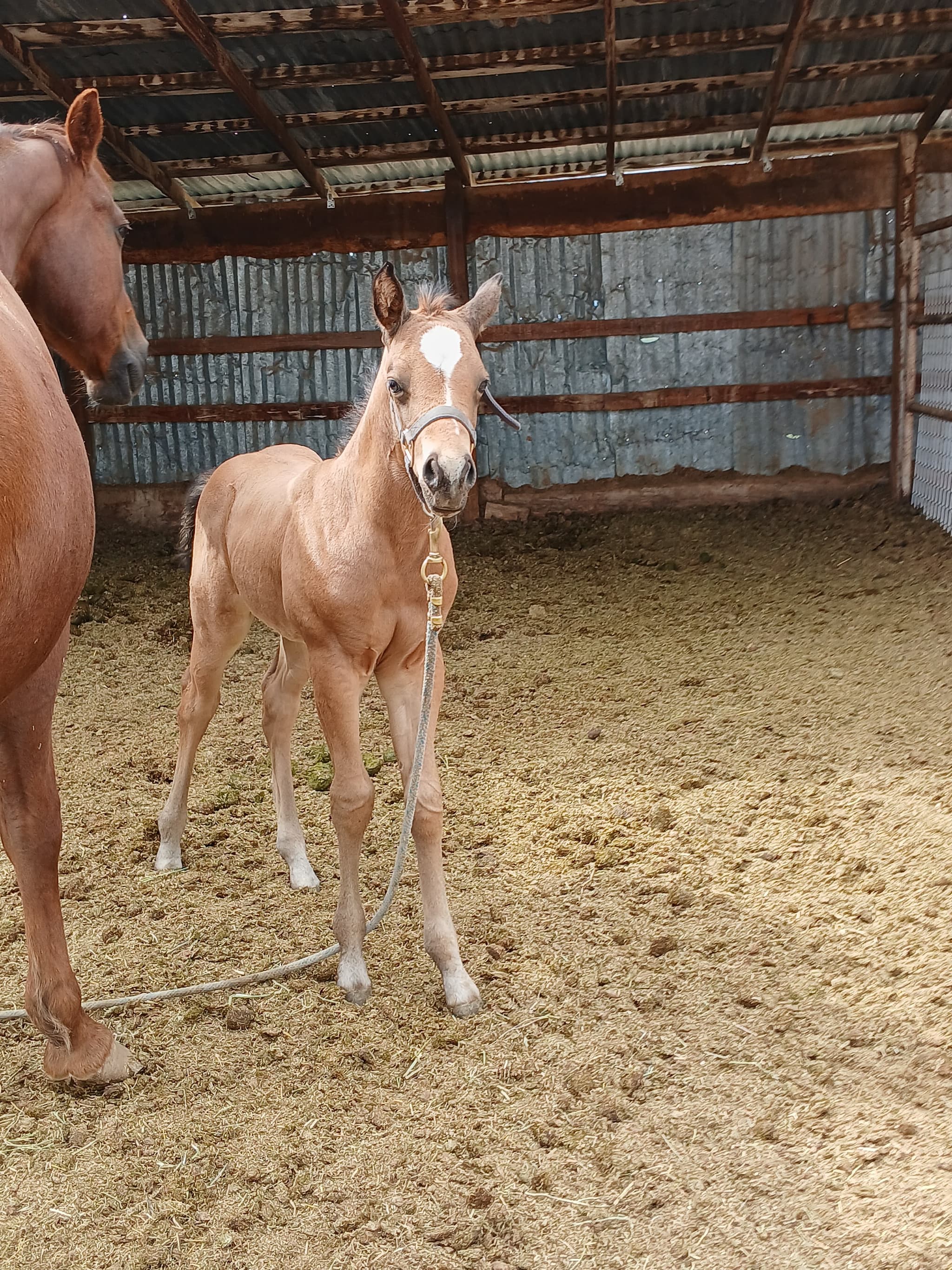 2026 Buckskin colt by Dun It For The Babes - Image 2