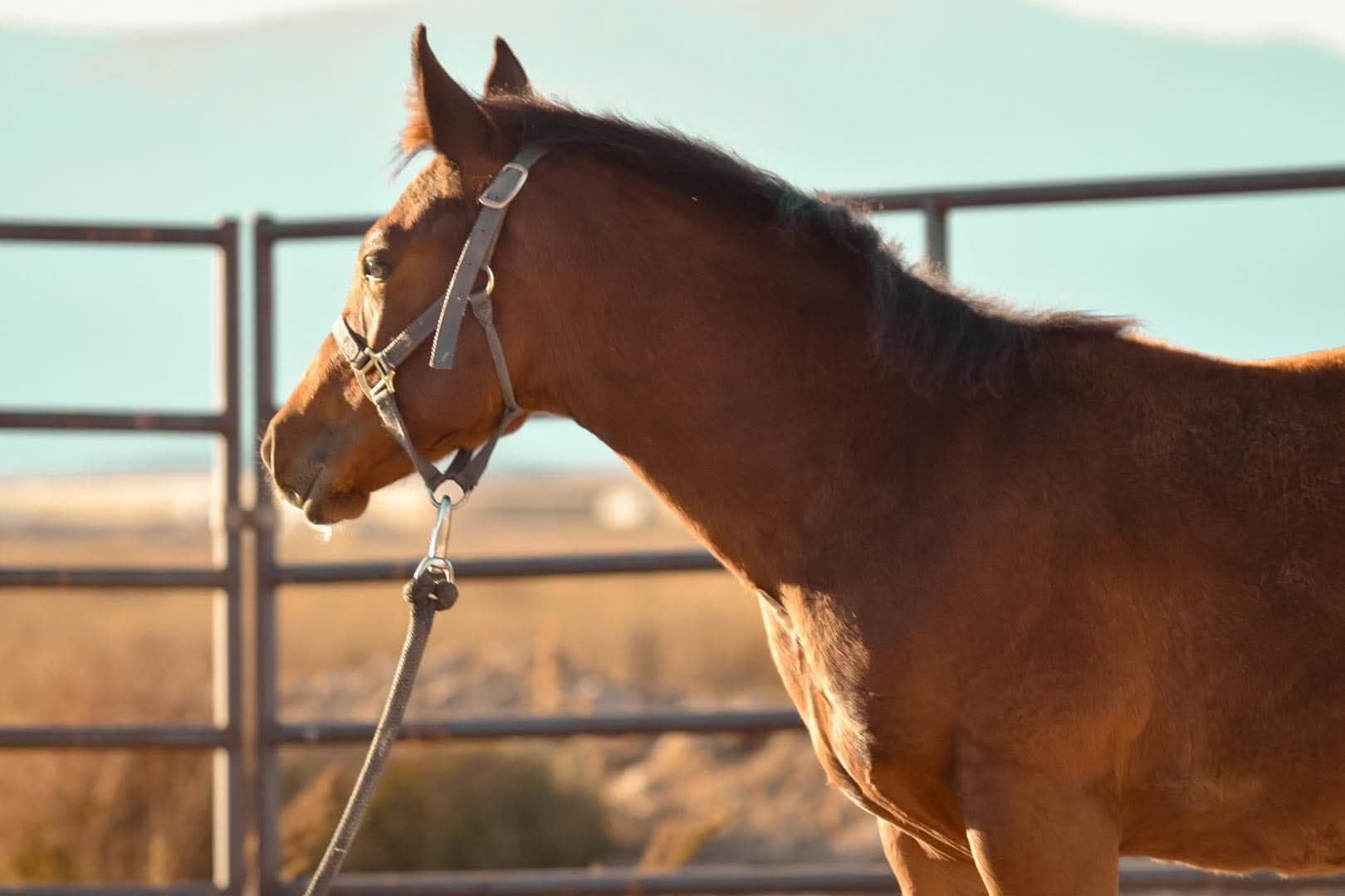 Colt Starting & Foal Boot Camp