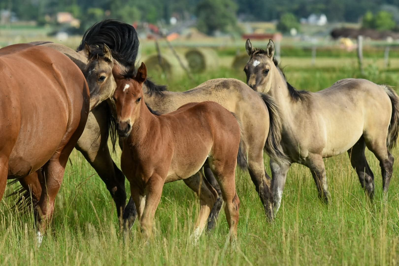 JD Quarter Horses